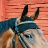 Back On Track Therapeutic Ceramic Equine Head Cap