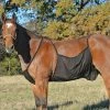 Cashel Fly Sheet Belly Guard -Horse Care fsbg xsfu1dgitauha5bu